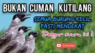 Download SUARA PIKAT KUTILANG KEJEPIT MP3