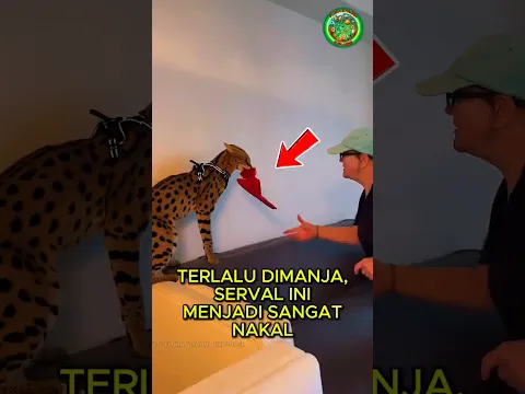 Serval Ini Menjadi Sangat Nakal Karena Terlalu Dimanja 🐈