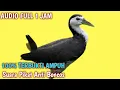 Download Lagu 2 MENIT DI JAMIN LANGSUNG DATANG [] SUARA PIKAT BURUNG RUAK RUAK