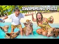 Download Lagu We Finally SWAM with PIGS in the Bahamas! 🐷