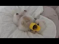 Download Lagu Pas op voor deze hond!