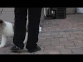 Top Akita apexxakitas