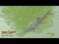 Download Lagu Ikan Sakti.. Sungai janiah Baso Kab. Agam