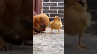 يا بختك لو لقيت بختك 