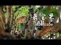 Jabuticaba: The Forest's Black Pearl That Bursts with Flavor.【滇西小哥】