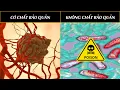 Download Lagu Chất Bảo Quản: Lựa Chọn Giữa Ung Thư Và Ngộ Độc?!