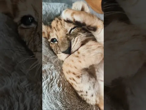 Wild Beautiful Animal Growth #funny #cute #animals