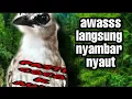 Download Lagu trucuk gacor trucuk ropel uklik ulkik