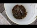 Captree State Park crabs