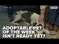 Adoptable Pet of the Week Isn t Ready Yet