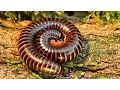 Download Lagu Archispirostreptus gigas (Giant African Millipede) Close-up