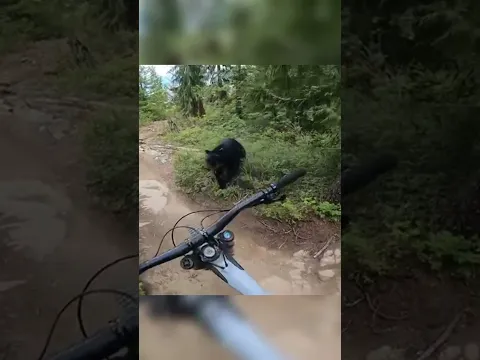 ¡Biker se encuentra cara a cara con un oso negro!