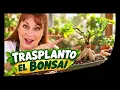 🌳 I transplanted my Lidl bonsai for the first time 😱 Look how it turned out! | Ficus Ginseng