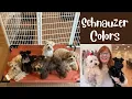 Mini Schnauzer Colors Toy Schnauzer Colors