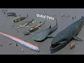 Download Lagu FISH Size Comparison 3D | 3d Animation Size Comparison