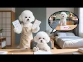 Download Lagu Baby Puppy Didn't do his Homework and Ran Outside to Play 😢 Mom Dog feelings💔🐶| Funny dog ​​​​videos