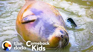 Download Tiny Lost Seal Grows Up To Be Blubbery And Hilarious | The Dodo Comeback Kids MP3