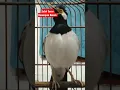 Download Lagu Burung Jalak Suren isian Kenari \