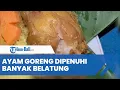 Download Lagu Viral Video Ayam Goreng untuk Suguhan Acara Adat Dipenuhi Banyak Belatung, Netizen Dibuat Merinding