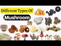 Exploring the World of Mushrooms Different Types Of Mushroom