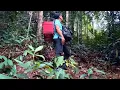 Download Lagu JELAJAH HUTAN RIAU MIKAT BURUNG CUCAK IJO MINI DAN CUCAK RANTING