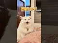 Download Lagu Oti ngajarin cara ngomong makan 😼