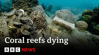 Download Corals turning white and dying after record heat, say scientists | BBC News MP3