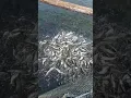 ikan patin dan ikan mujaer #patin #ikan #mujaer