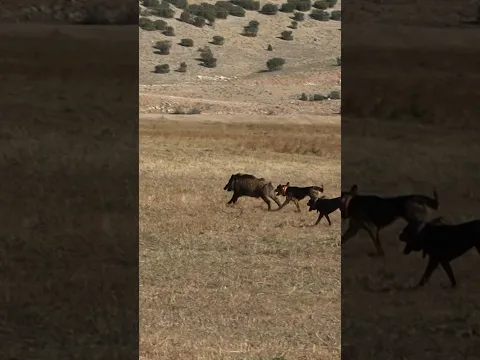 Tek atış #okaysahin #wildboar #hunting