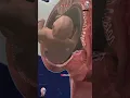 Download Lagu ✨ Development Of Fetus in the Uterus. 👶🏻🤰🏻