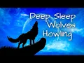 Download Lagu Wolves Chasing the Moon, Deep Sleep Wolves Howling At The Moon, Wolves Singing At The Moon