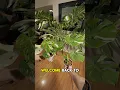 How to grow a Massive Monstera Thai Constellation Part 4