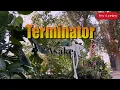 Download Lagu Terminator - Asake (Official Lyric Video) | My Lyrics |