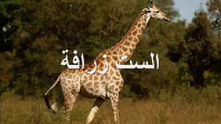 كليب اغنية هم النم   عفاف راضى دندنها