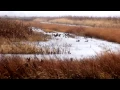 MI DNR Managed Waterfowl Hunt Area Harsens Island