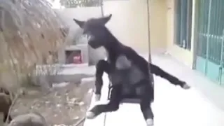 انت استثنائي مش زي الباقي دندنها