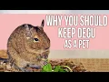 Download Lagu Why You Should Keep Degu as a Pet
