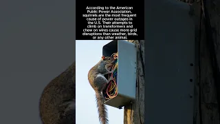 Biggest Cause For Power Outages