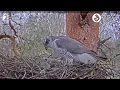 Lagu Goshawks Riga/BKUS  🙄 Rio scares Pērle
