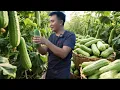 Download Lagu 三娃摘十几斤丝瓜，74岁老爸拿去市里卖，没想到很多人都来光顾生意！#农村生活#卖菜