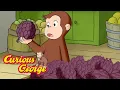 Curious George The New Grocery Store Kids Cartoon Kids Movies s for Kids