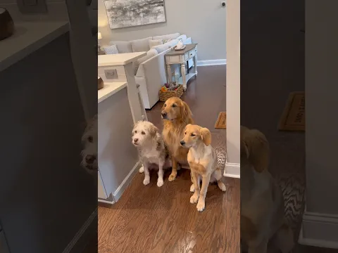 A cheese wrapper is the universal dog language…