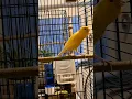 Download Lagu Suara burung kenari spanish timbrado #shorts