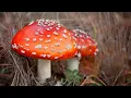 The 8 Different Types of Lawn Mushrooms