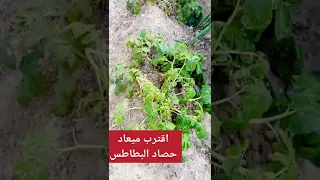 اقترب ميعاد الحصاد للبطاطس المنزلية Potato Agriculture Shorts 