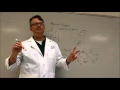 Blood Type Punnett Square and Rh factor considerations Codominance