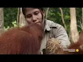 Baby Orangutans Learn How to Crack Coconuts