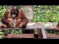 Download Lagu Baby Orangutans Learn How to Crack Coconuts