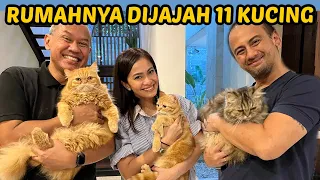 Download WOW! RUMAH ERSA MAYORI DIJAJAH 11 KUCING MP3