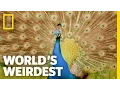 Download Lagu Pauwenverkering | 's Werelds vreemdste
